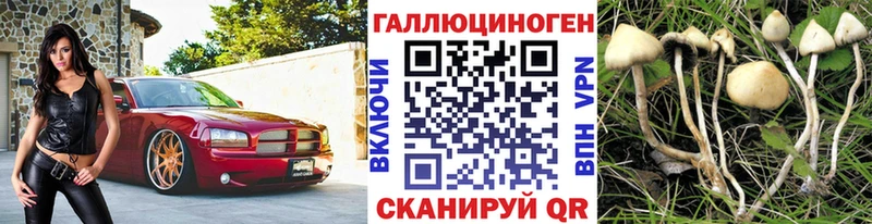 Псилоцибиновые грибы GOLDEN TEACHER  как найти   Апшеронск 